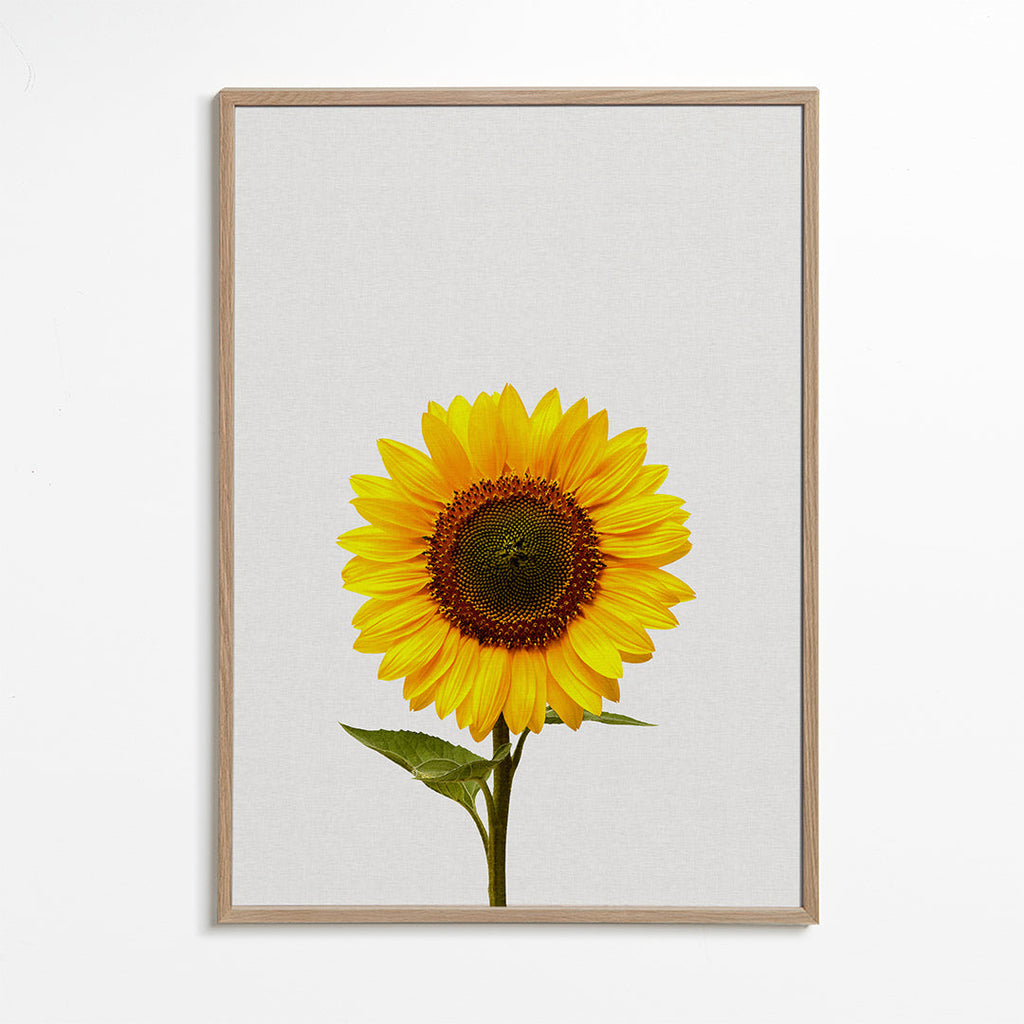 Botanisk poster: isolerad solros