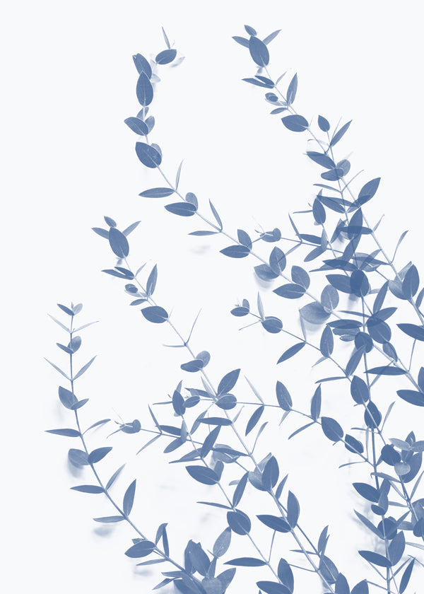 Botanisk poster blå blad på ljus bakgrund