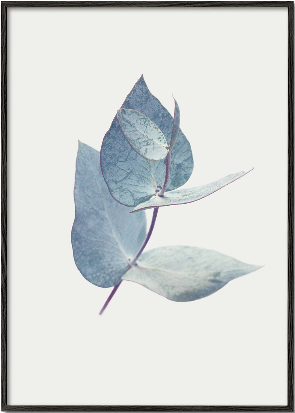Botanisk poster: eukalyptusblad i mjuk blå ton