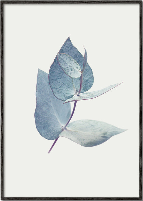 Botanisk poster: eukalyptusblad i mjuk blå ton