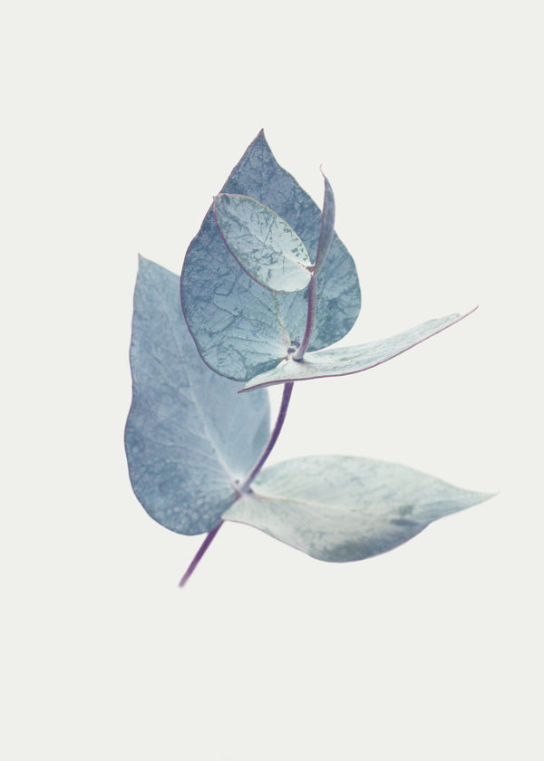 Botanisk poster: eukalyptusblad i mjuk blå ton