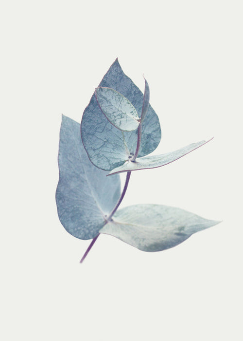 Botanisk poster: eukalyptusblad i mjuk blå ton