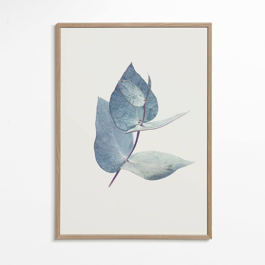 Botanisk poster: eukalyptusblad i mjuk blå ton