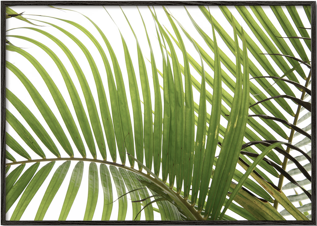 Botanisk poster med palmblad