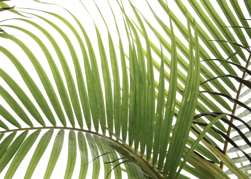 Botanisk poster med palmblad