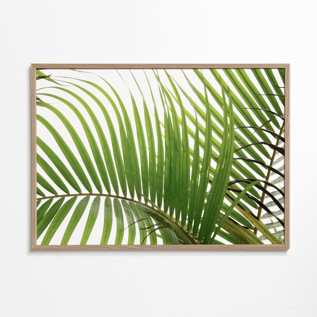Botanisk poster med palmblad