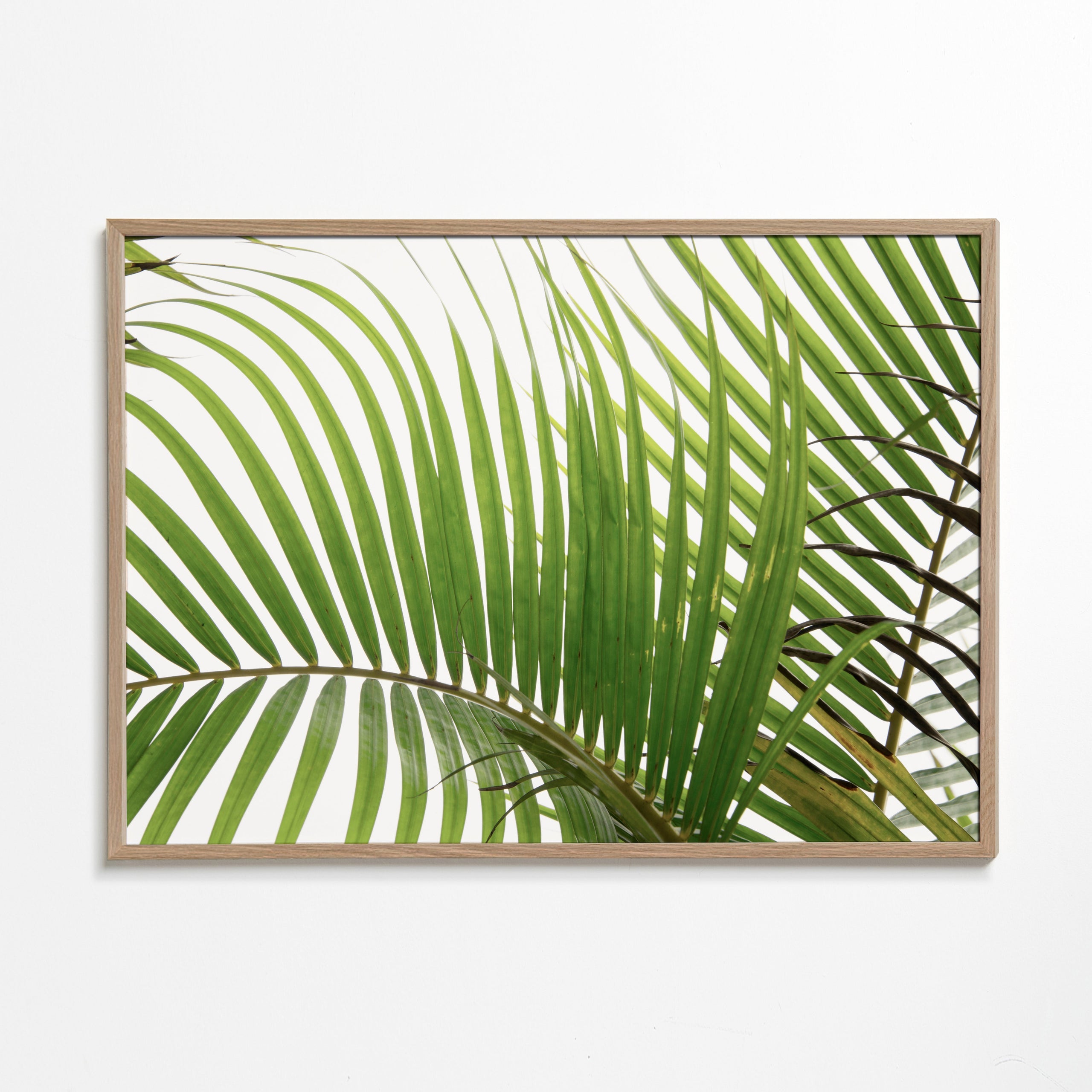 Botanisk poster med palmblad