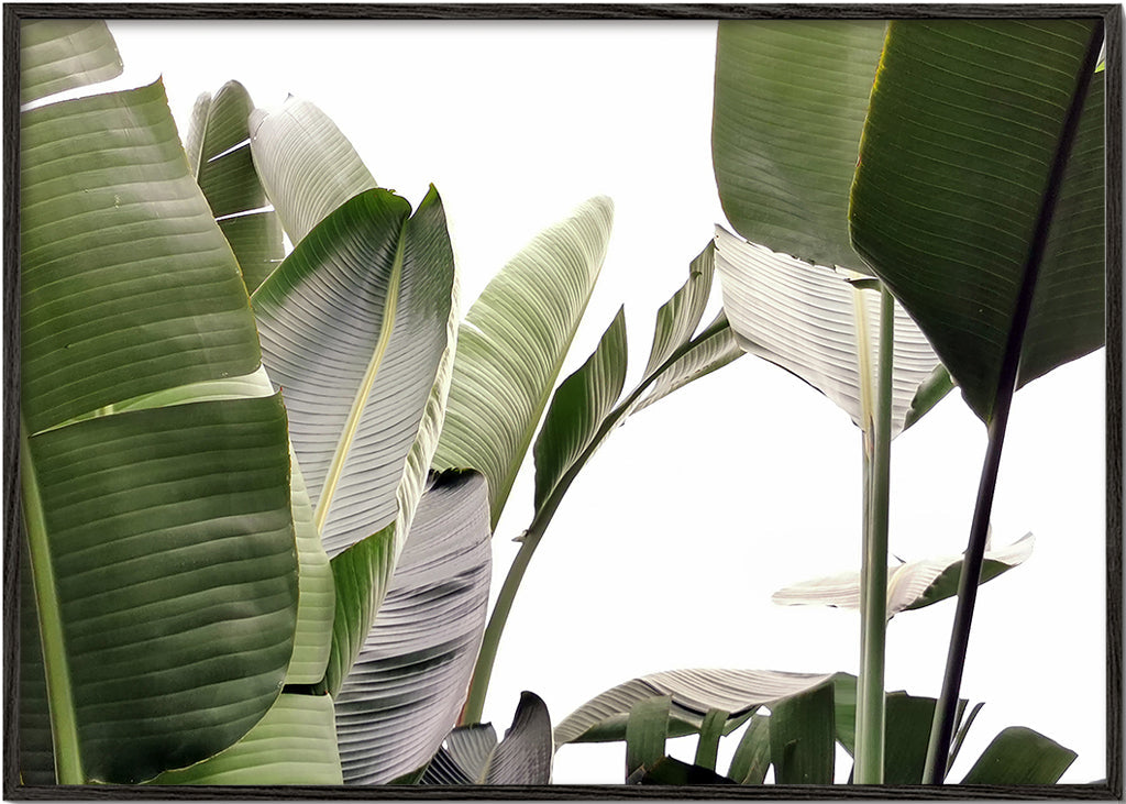 Botanisk poster palmblad