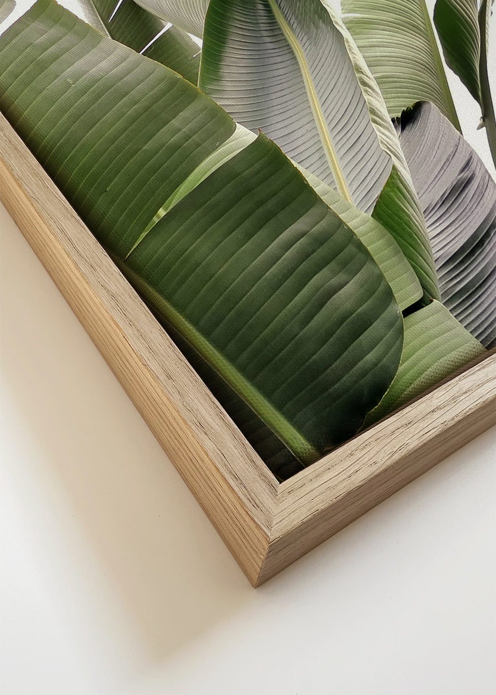 Botanisk poster palmblad