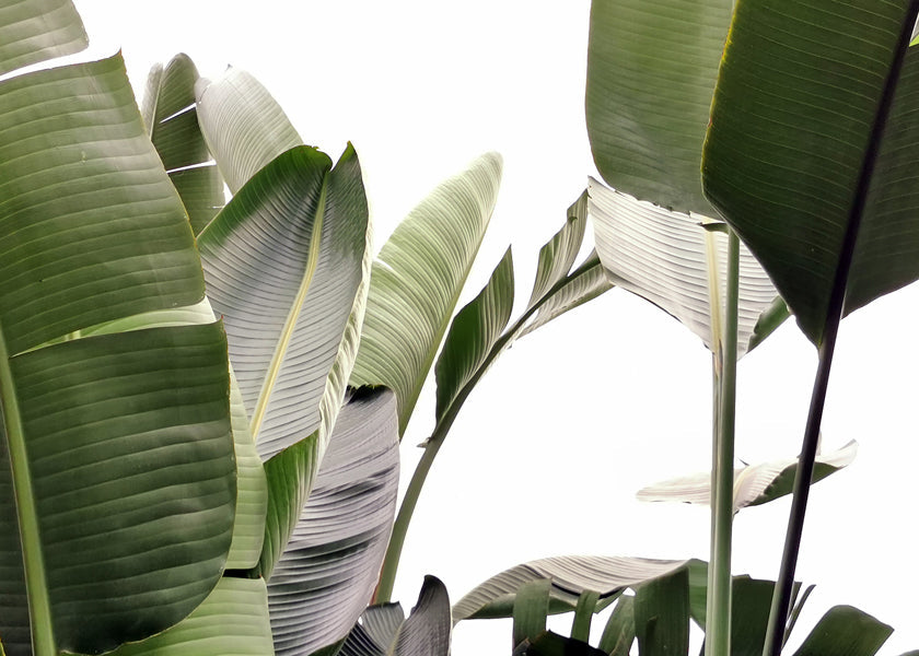 Botanisk poster palmblad