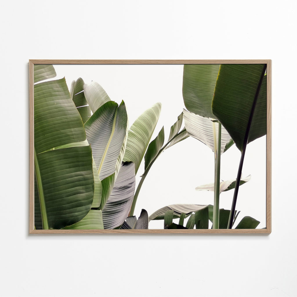 Botanisk poster palmblad