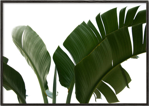 Botanisk poster palmblad