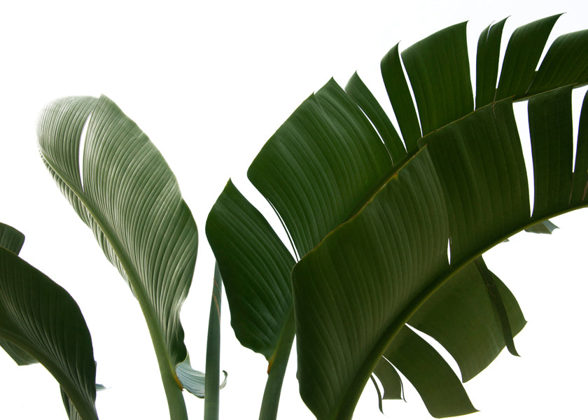 Botanisk poster palmblad