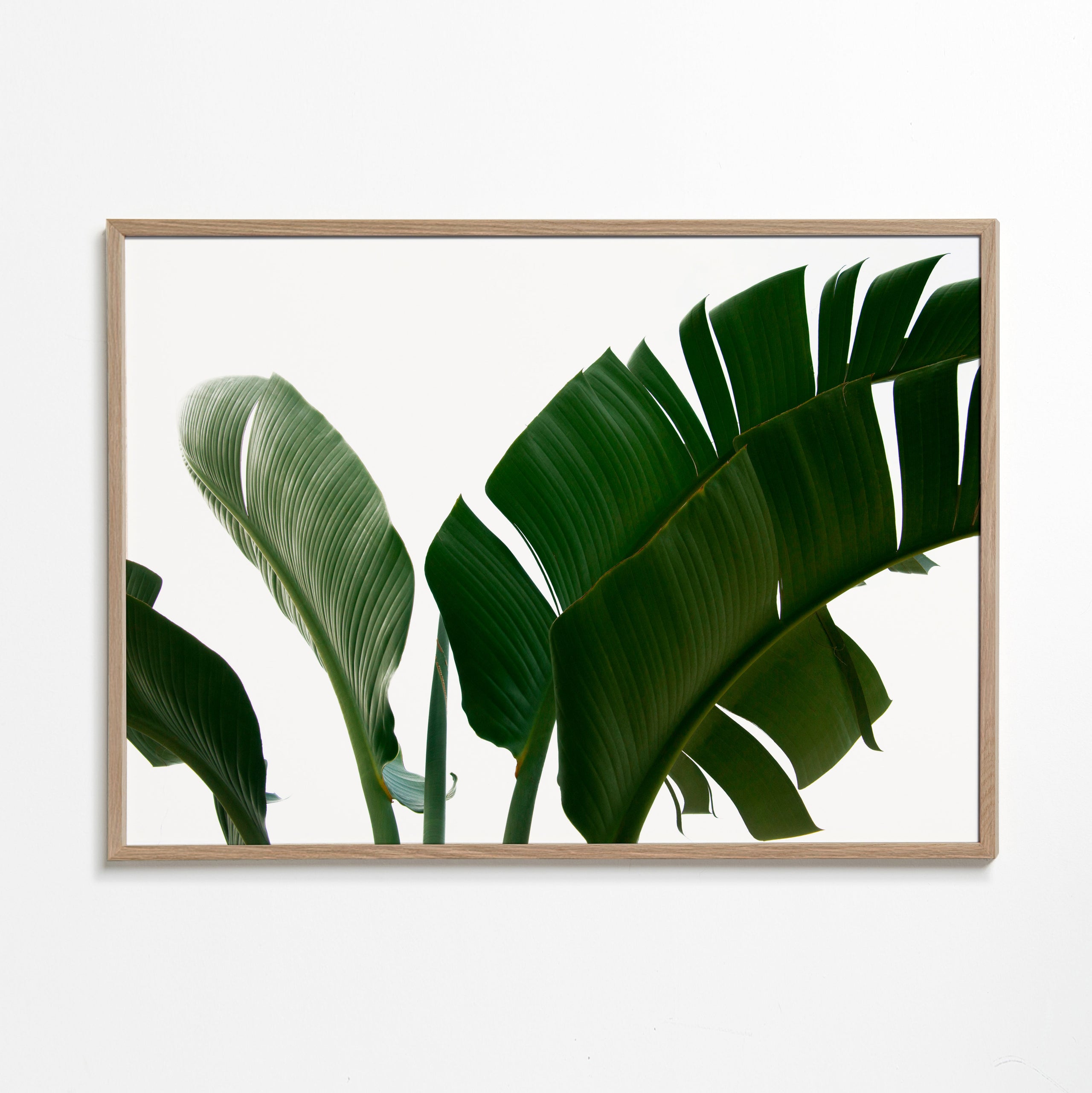 Botanisk poster palmblad