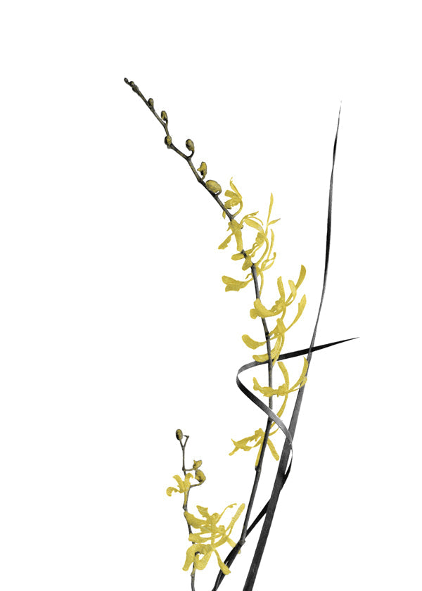 Botanisk poster: gul orkidé minimal