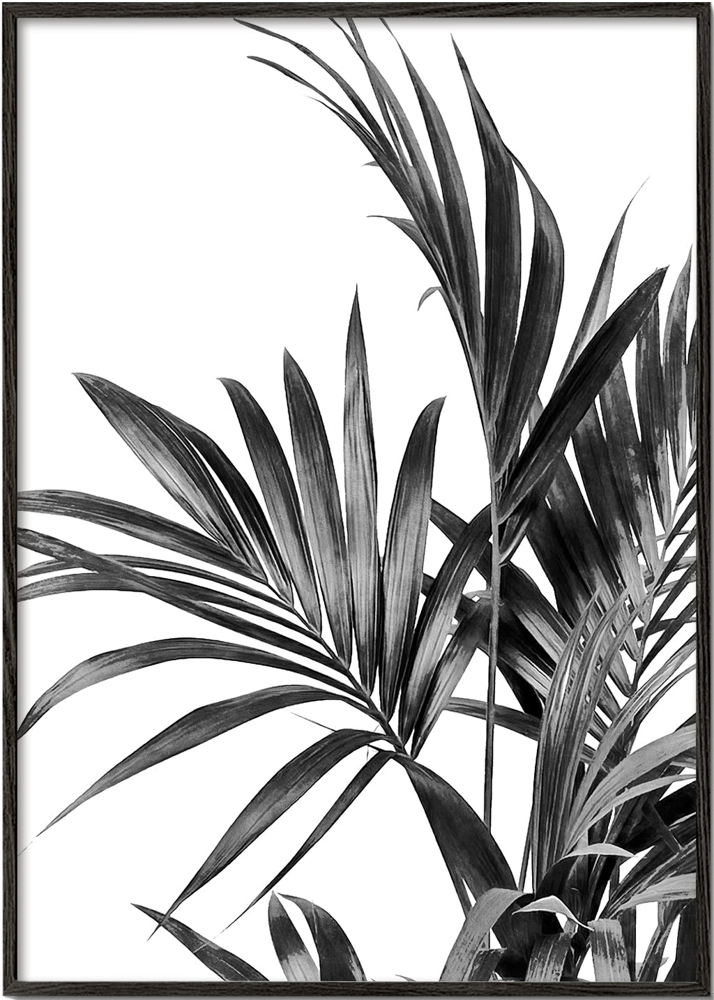 Botanisk poster palmer i svartvitt