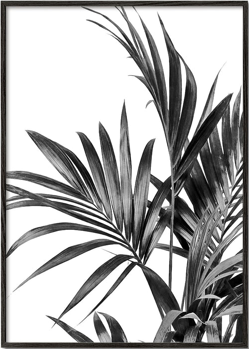 Botanisk poster palmer i svartvitt