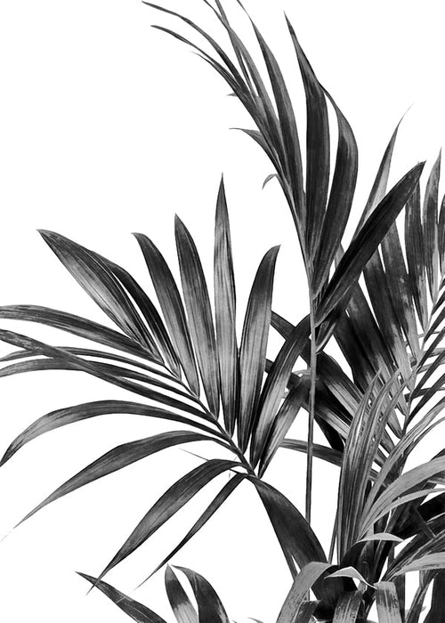 Botanisk poster palmer i svartvitt
