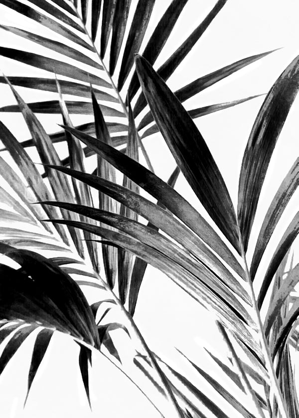 Botanisk poster palmblad i svartvitt
