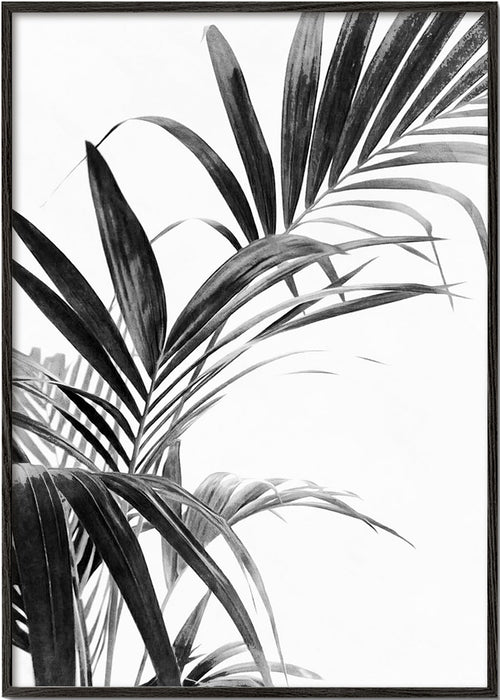 Botanisk poster: palmblad i svartvitt