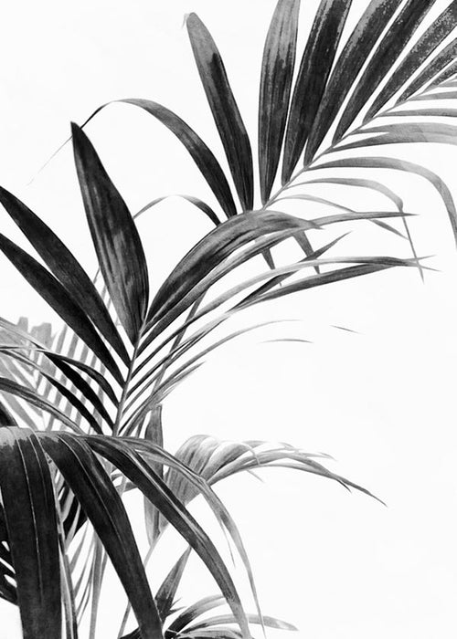 Botanisk poster: palmblad i svartvitt