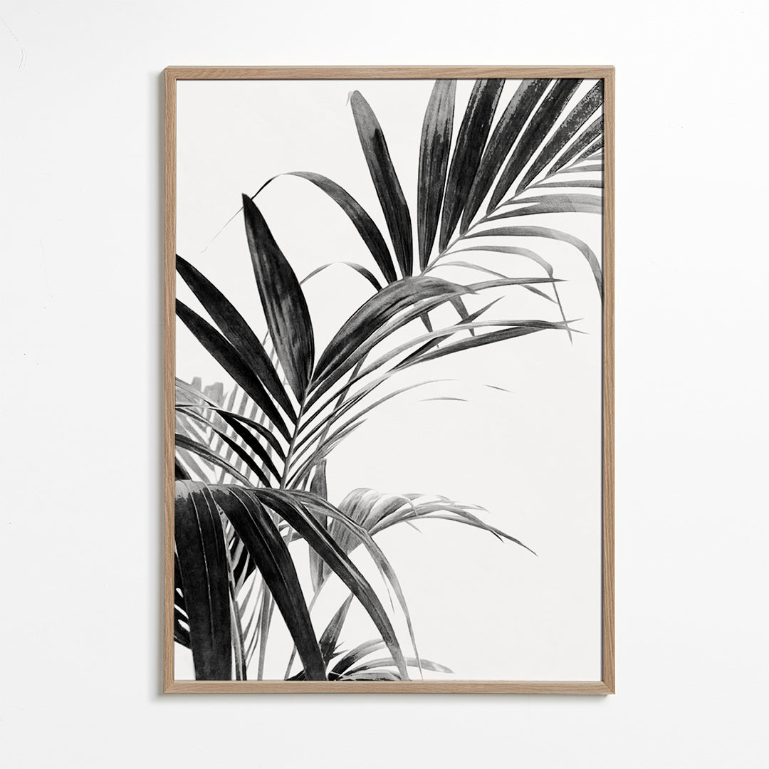 Botanisk poster: palmblad i svartvitt