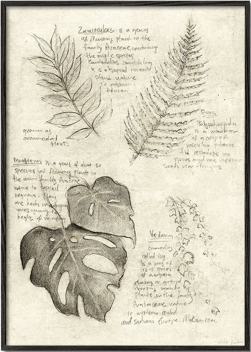 Botanisk poster med bladstudie