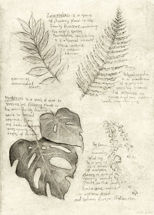 Botanisk poster med bladstudie