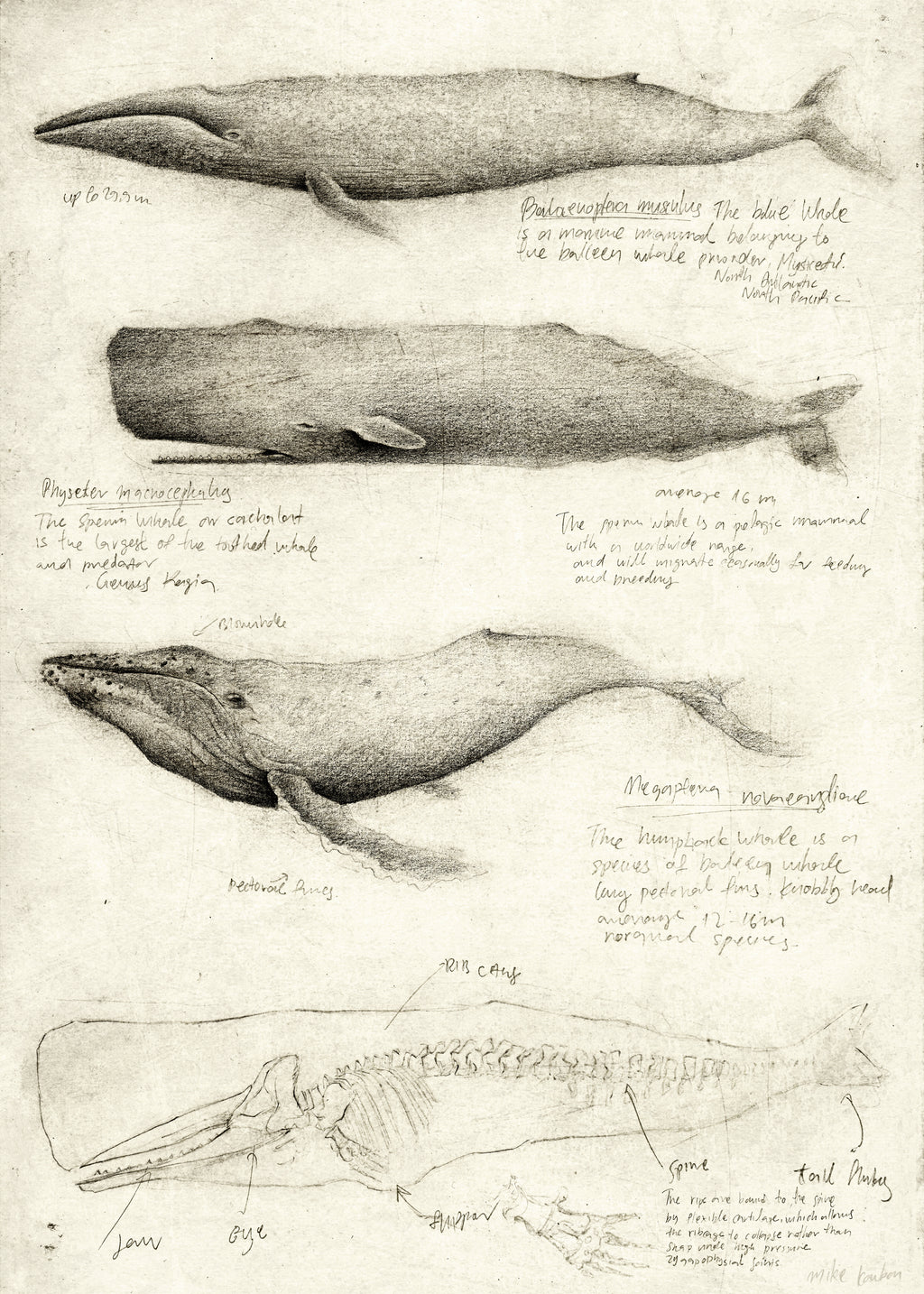 Whales - Unframed art print