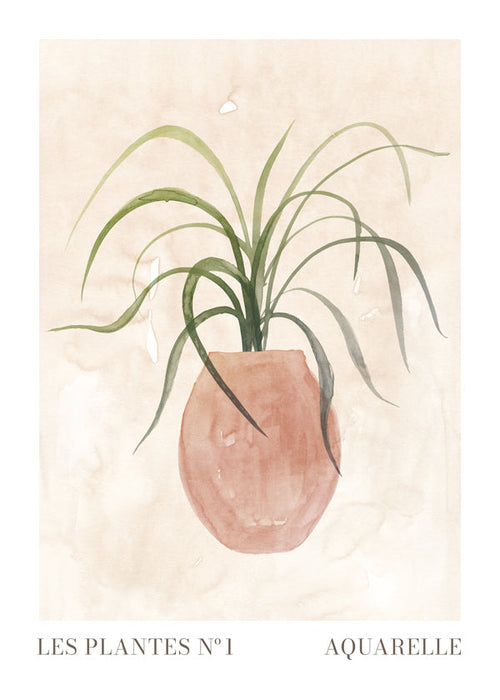 Botanisk poster: krukväxt akvarell