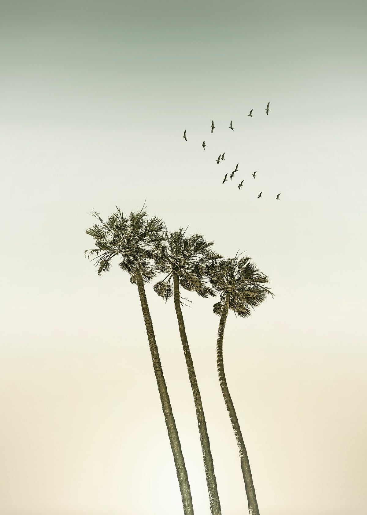 Vintage palm trees at sunset - Unframed art print