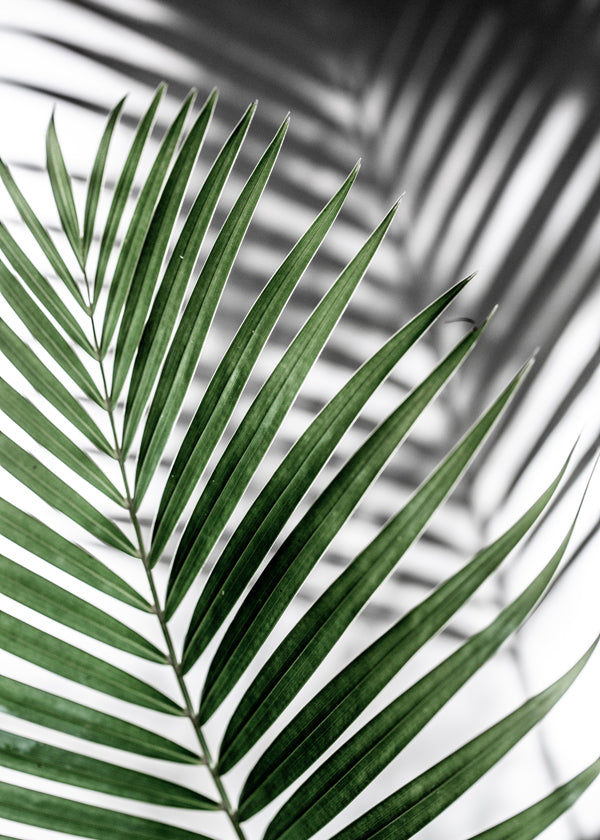Botanisk print med palmlöv i närbild