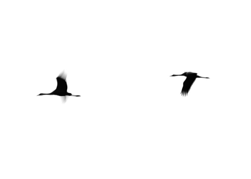 Konst tranor i flykt minimalistisk