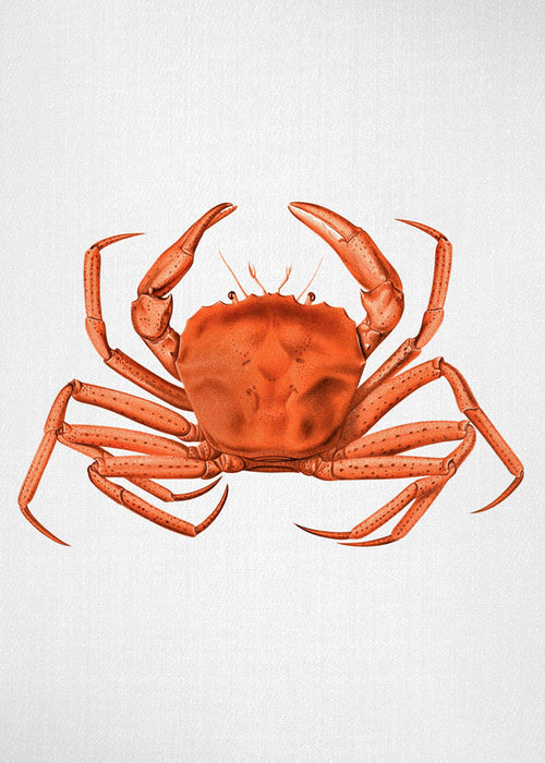 Konstverk orange akvarellkrabba