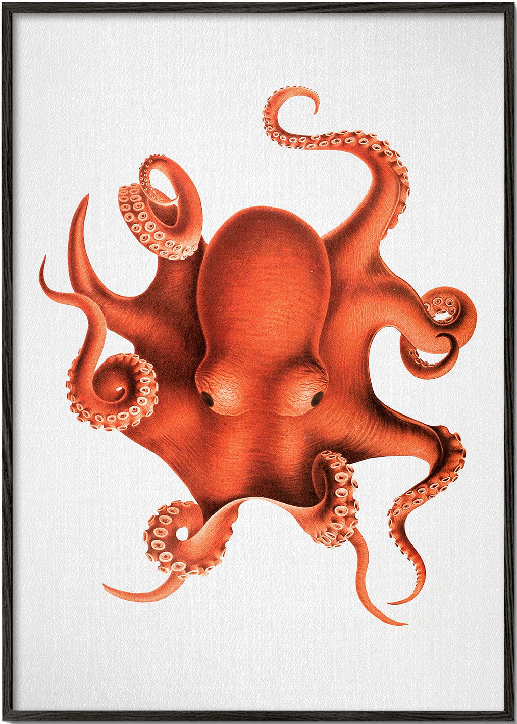 Bläckfiskillustration i rött