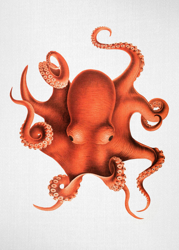 Bläckfiskillustration i rött