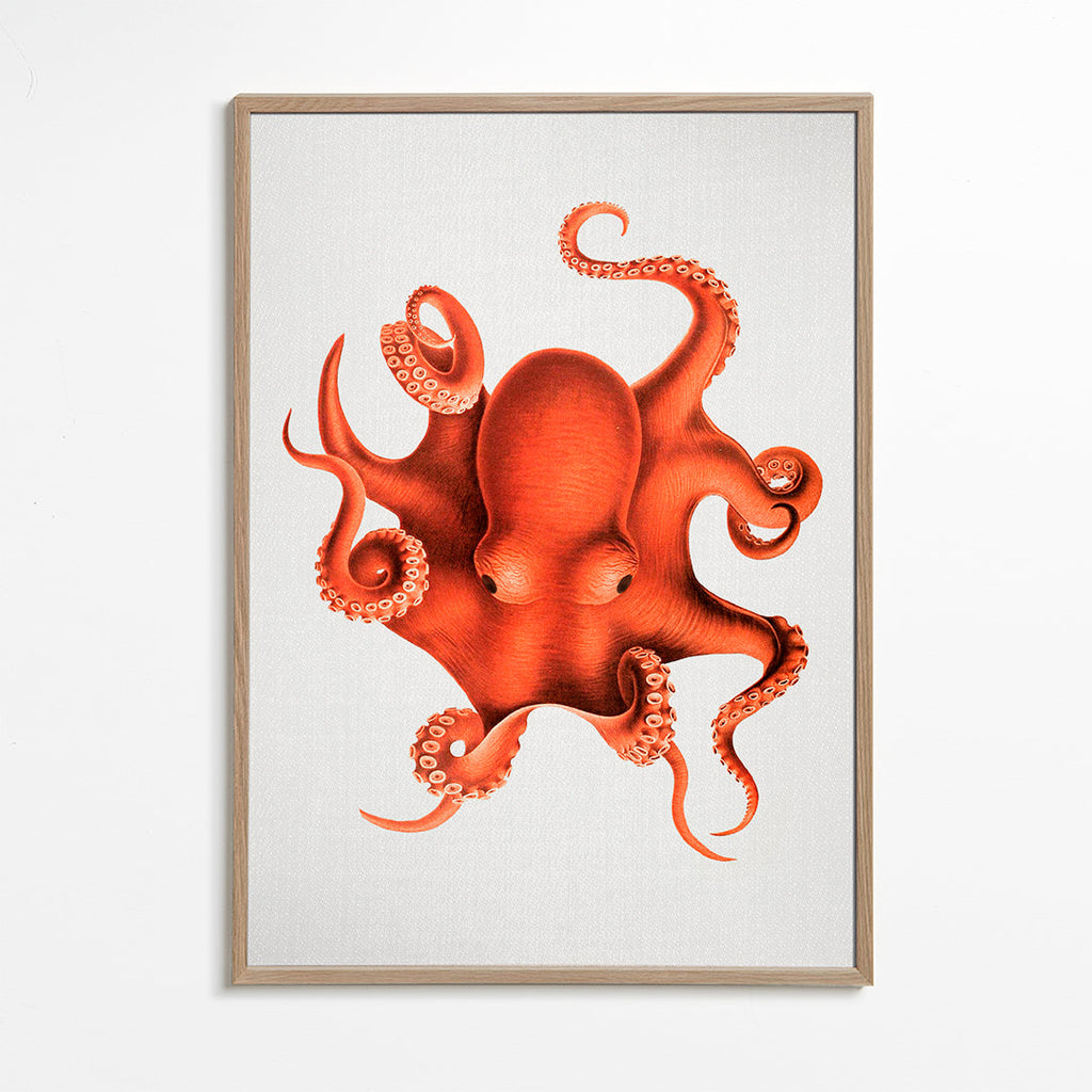 Bläckfiskillustration i rött