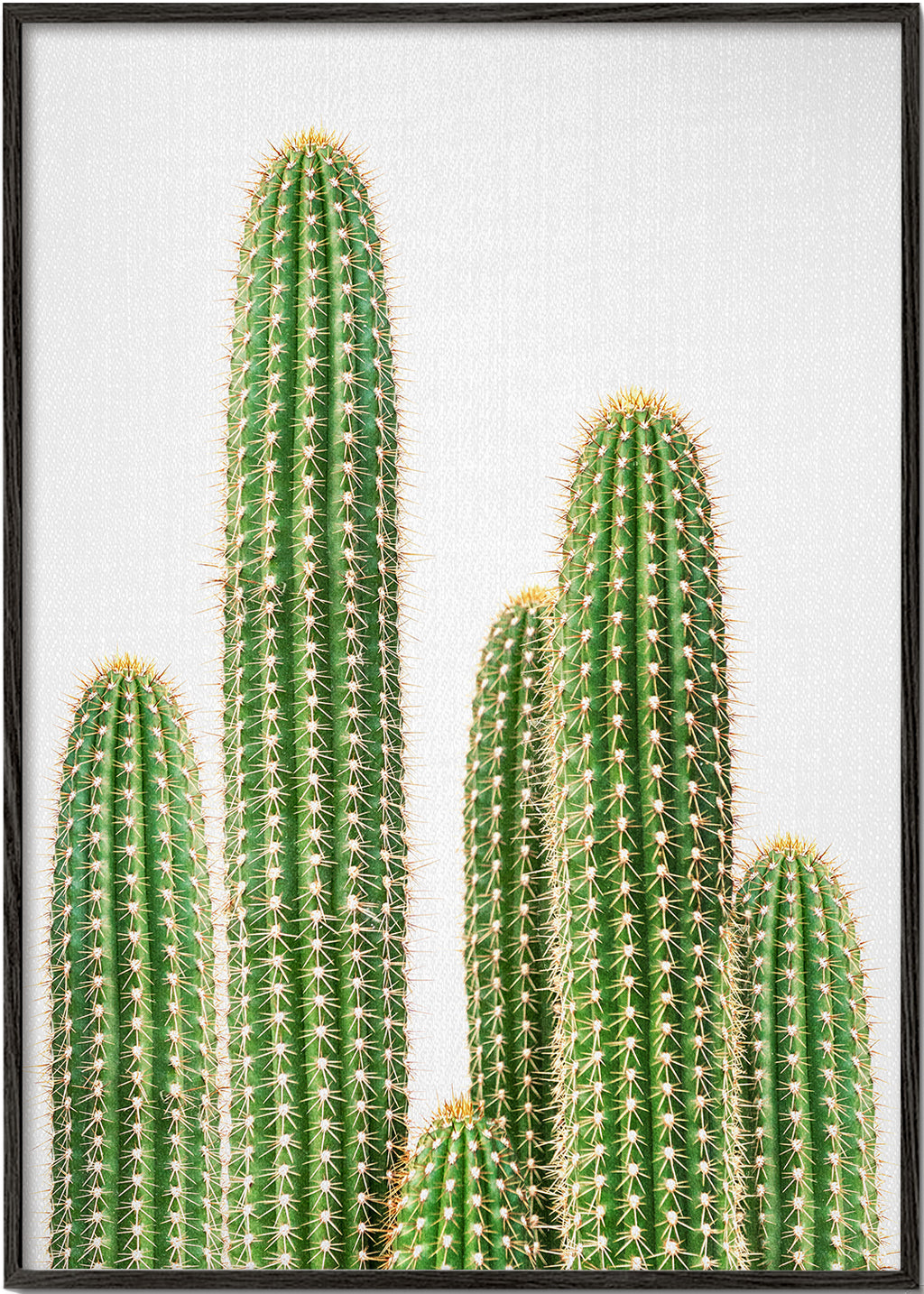 Botanisk poster: pelarkaktus mot vit bakgrund