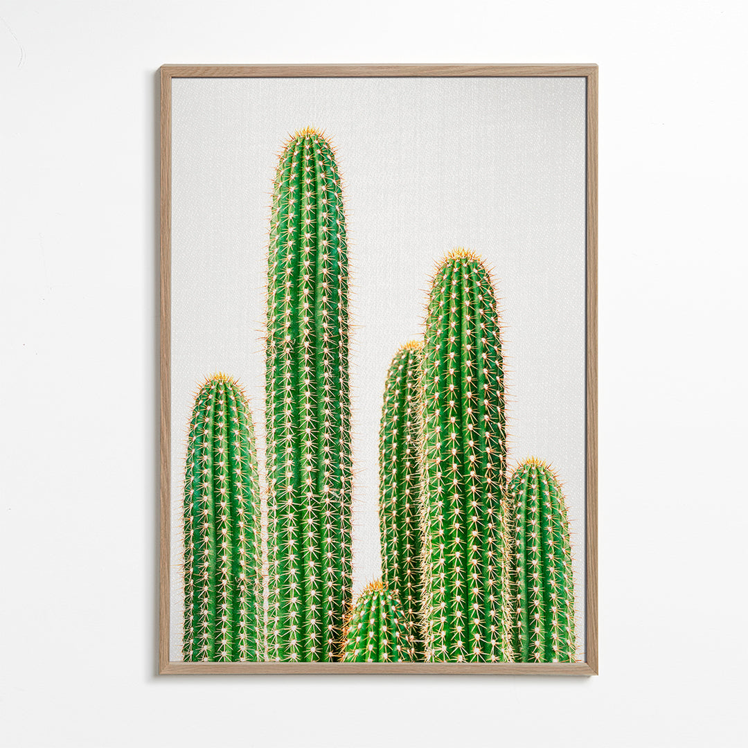 Botanisk poster: pelarkaktus mot vit bakgrund