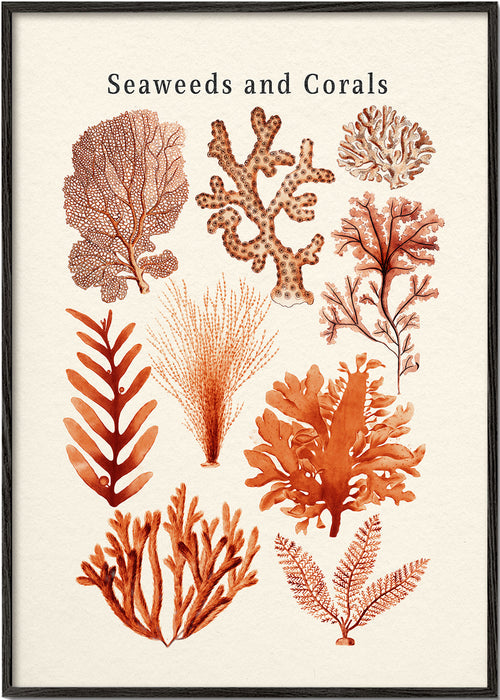 Botanisk poster: alger och koraller i sepia