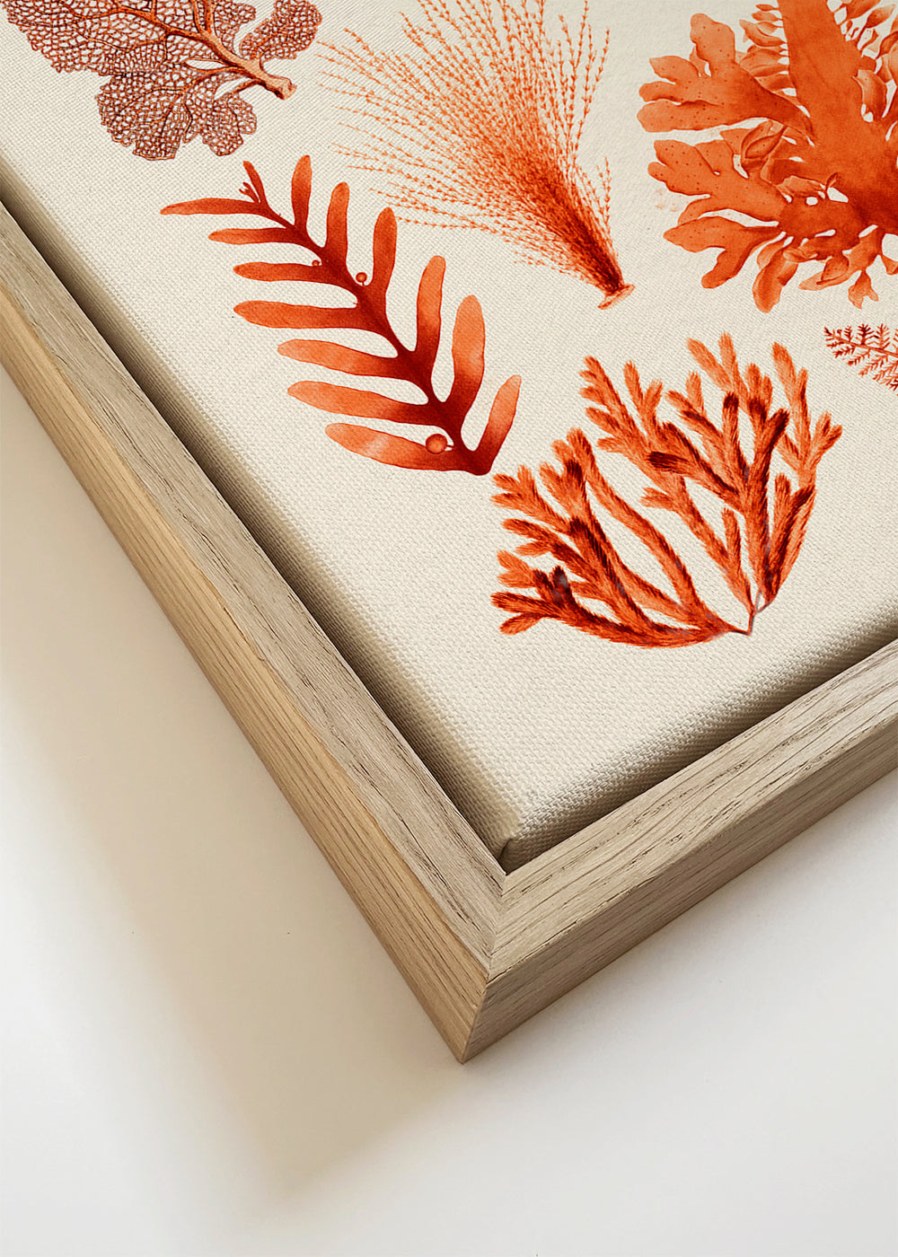 Botanisk poster: alger och koraller i sepia