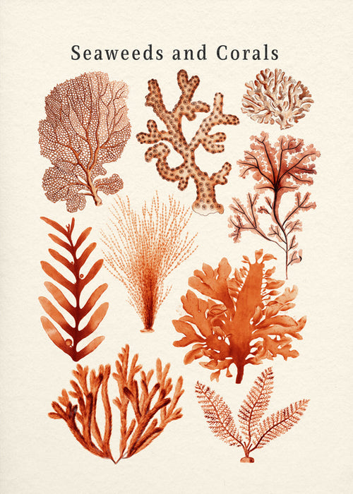 Botanisk poster: alger och koraller i sepia