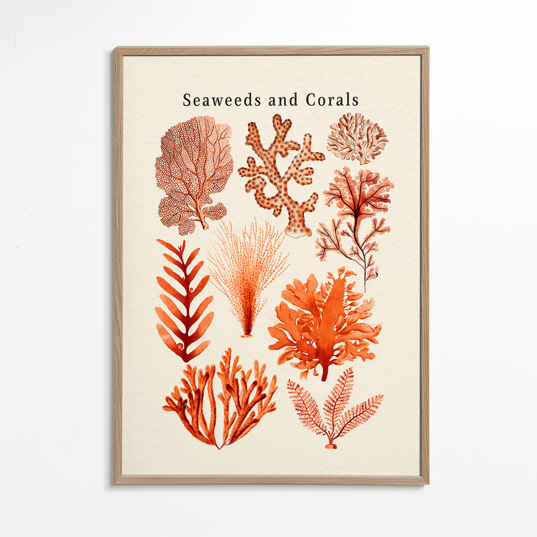 Botanisk poster: alger och koraller i sepia