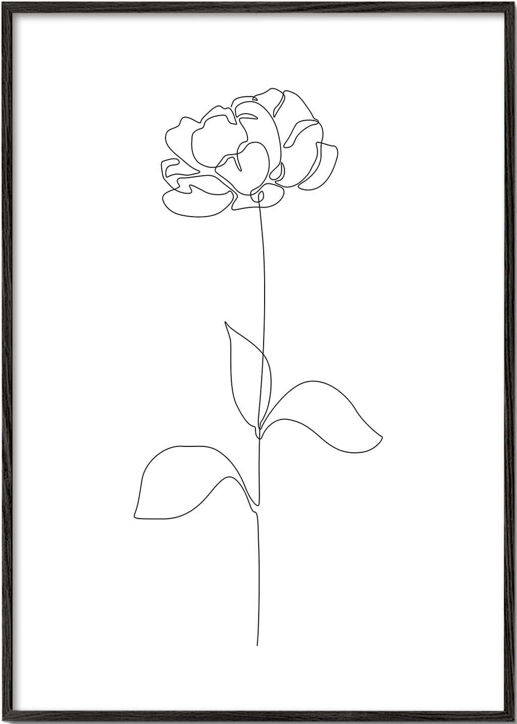 Botanisk poster: Pion i enlinjet teckning