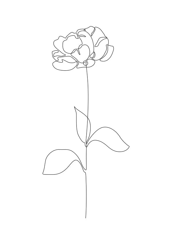Botanisk poster: Pion i enlinjet teckning