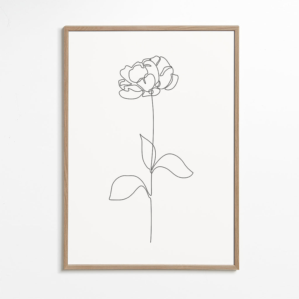 Botanisk poster: Pion i enlinjet teckning