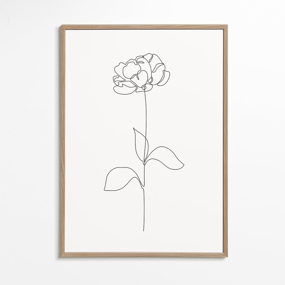 Botanisk poster: Pion i enlinjet teckning
