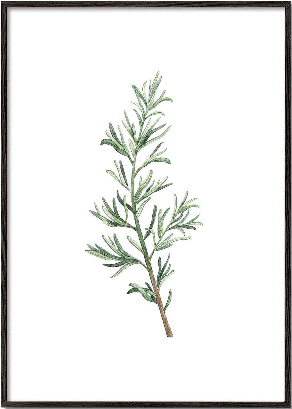 Botanisk poster: rosmarinkvist akvarell