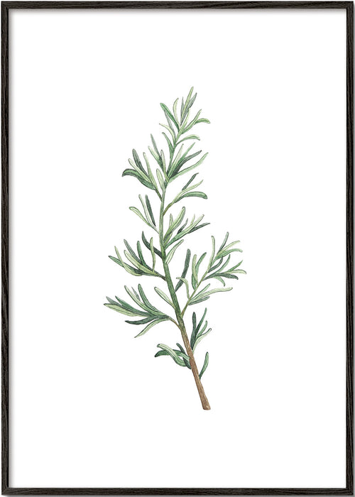 Botanisk poster: rosmarinkvist akvarell