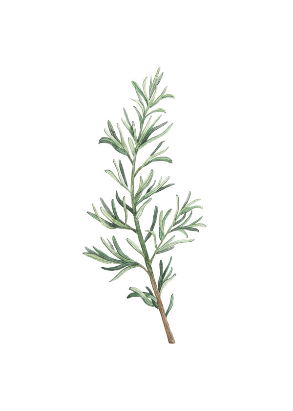 Botanisk poster: rosmarinkvist akvarell